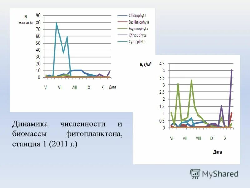 Биомасса фитопланктона в теплых морях больше. Биомасса фитопланктона. Расчет биомассы фитопланктона. Фитопланктон норма в воде. Количественный анализ фитопланктона.