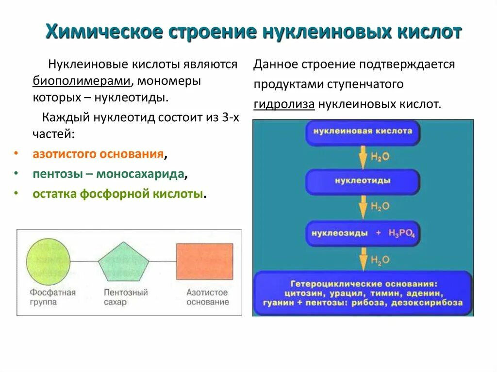 Элементы состава нуклеиновых кислот. Структура и функции нуклеиновых кислот. Нуклеиновые кислоты полимеры. Биологические полимеры нуклеиновые кислоты. Строение нуклеиновых кислот.