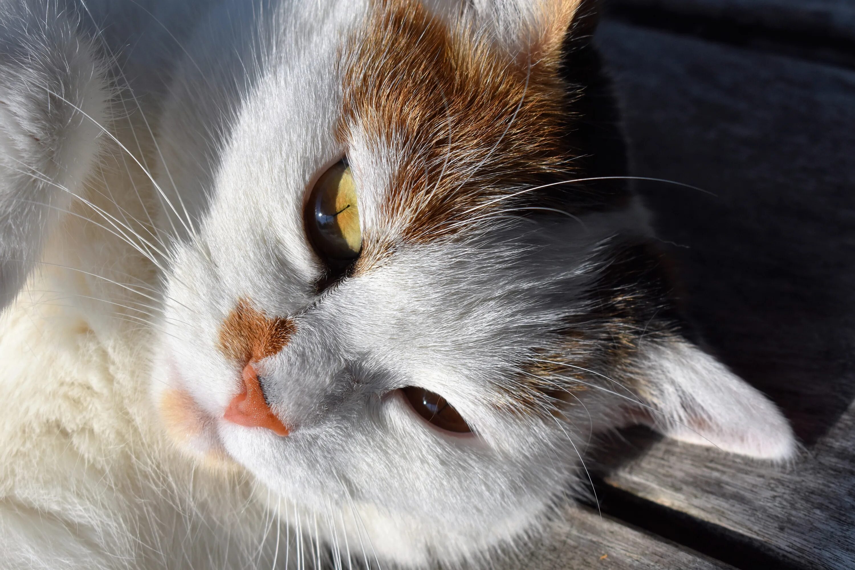 Wait cats