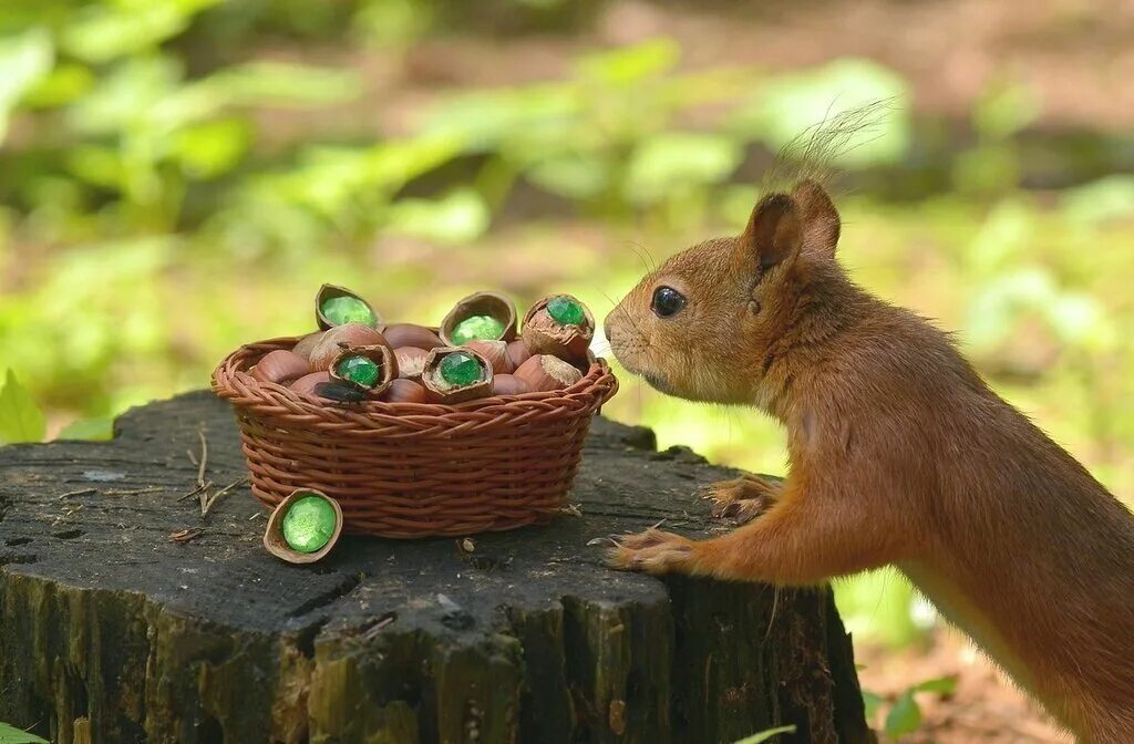 Ядра чистый изумруд. Белочка с изумрудными орешками. Ядра чистый изумруд. Ядро чистый изумруд белку. А орешки непростые все скорлупки золотые.