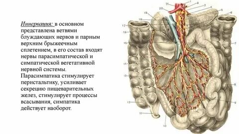 Кровеносная система кишечника