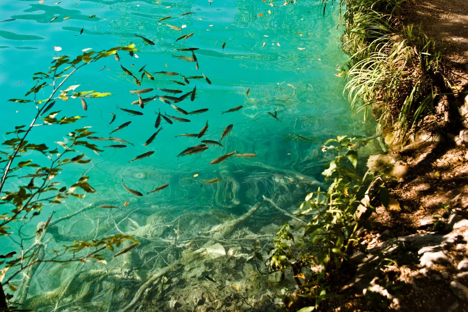 В воде рыбы водоросли. Зостера водоросли Каспийского моря. Водоросли диатомеи Телецкого озера. Речное дно. Подводный мир озера.