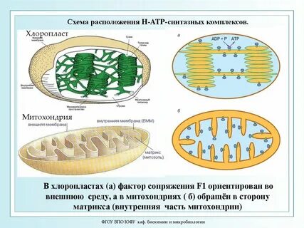 Митохондрии и пластиды
