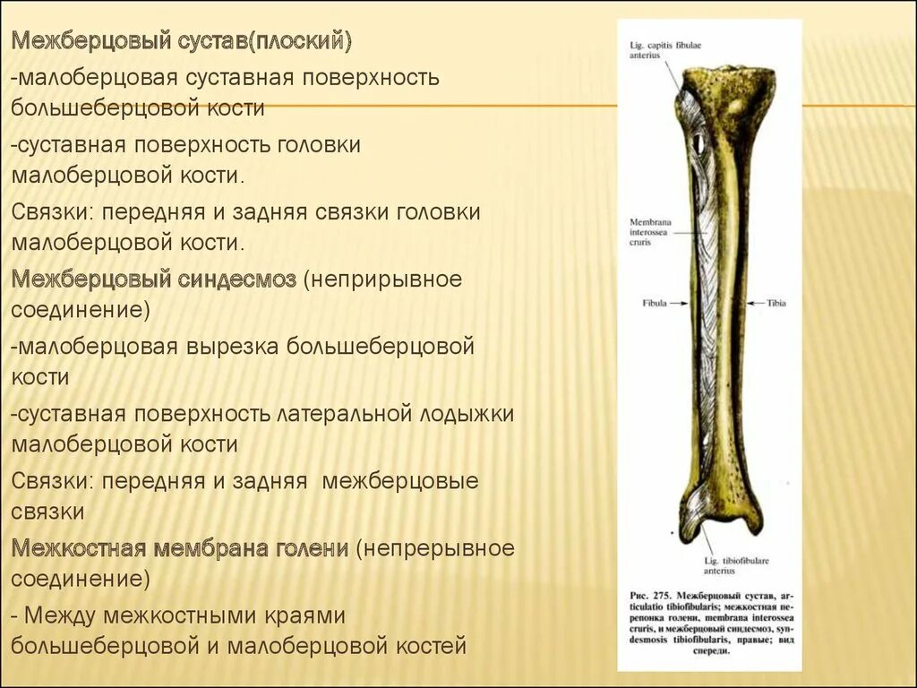 Тип соединение бедренной кости. Суставная поверхность малоберцовой кости. Межберцовый синдесмоз классификация. Соединения костей голени межберцовый сустав. Передняя и задняя связка головки малоберцовой кости.