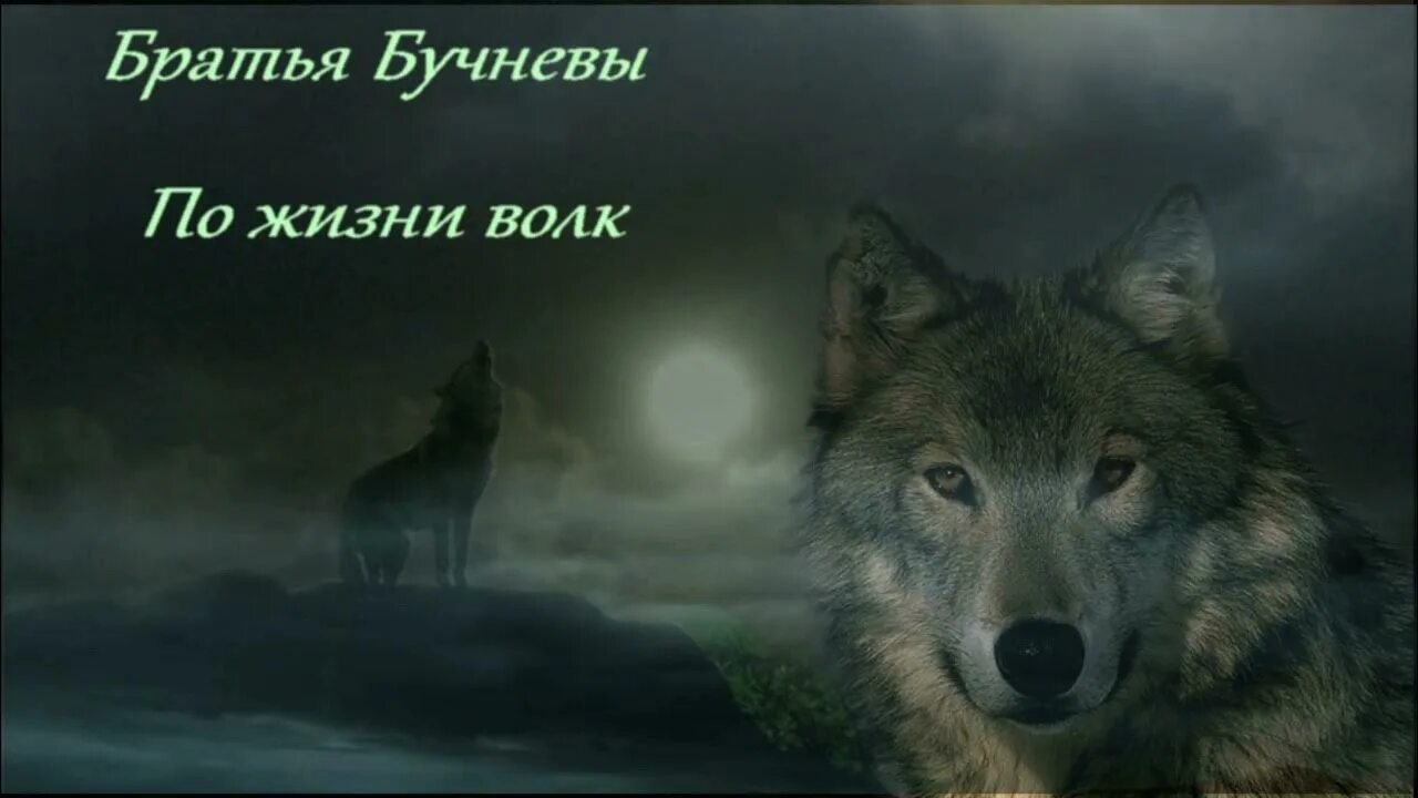 Про жизнь волков. Волк по жизни. Волк думает. С волками жить. Хорошие идеи волк.