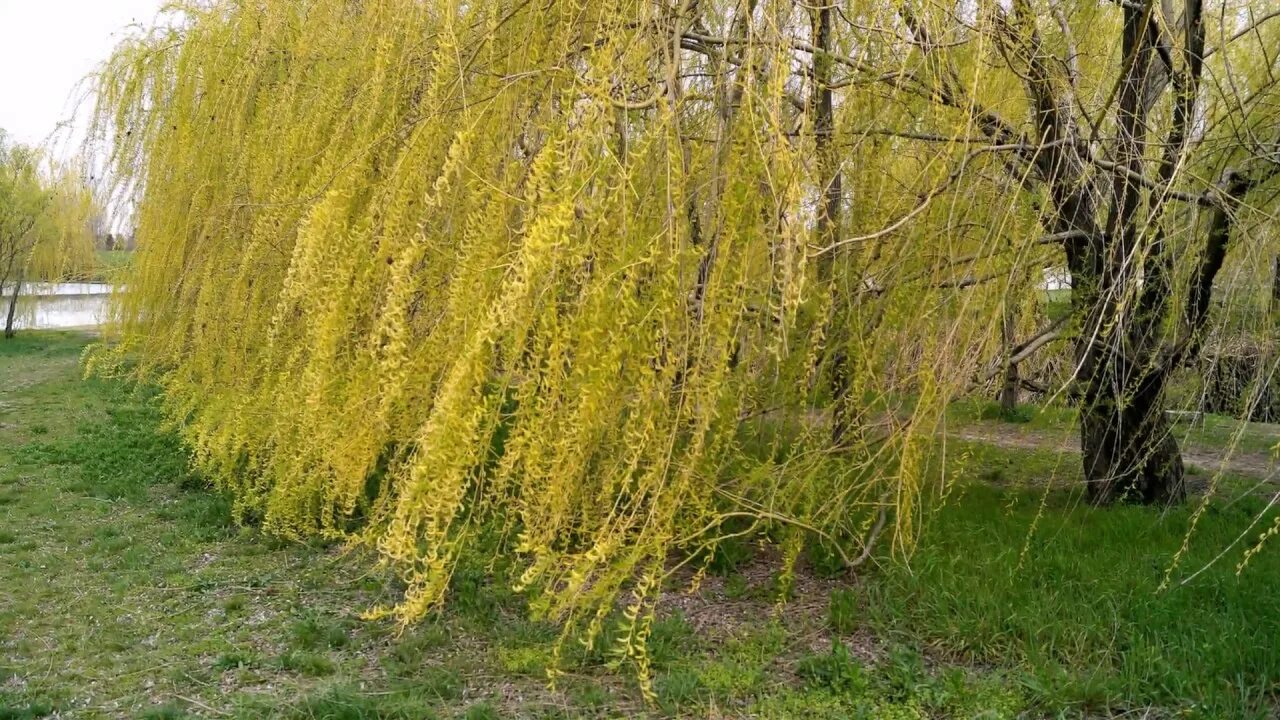 Зацвела ива спешат. Плакучая Ива цветет. Ива плакучая цветение. Зацвела Ива. Цветение ивы весной.