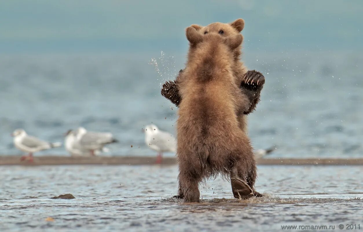 Медведь танцует. Танцующий мишка. Медвежонок танцует. Медведь на задних лапах. Песня танцующие медведи