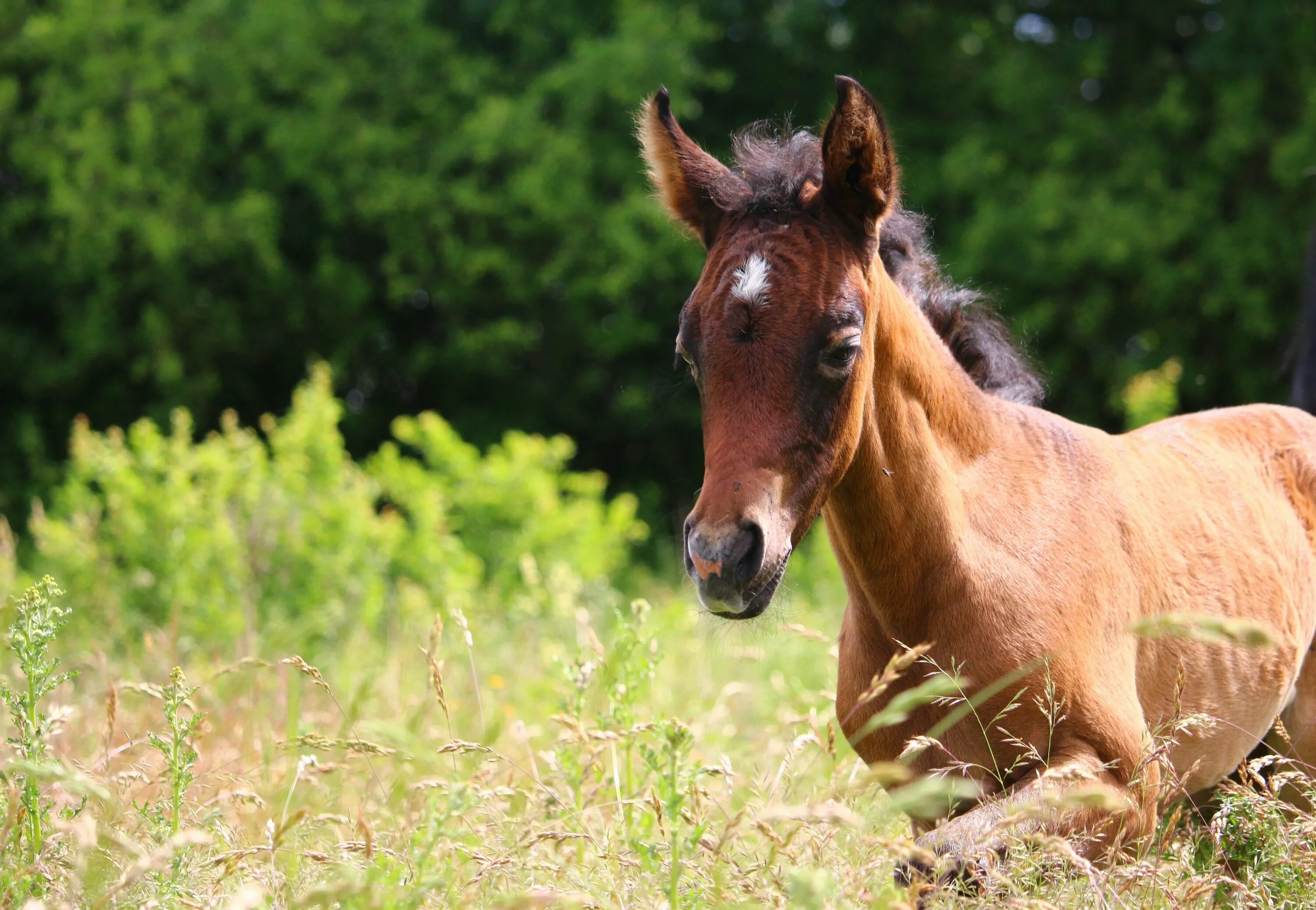 Рыжий жеребенок. Лошадка и жеребенок. Лошадь лежит. Лошадь кобыла. Жеребенок коричневый.