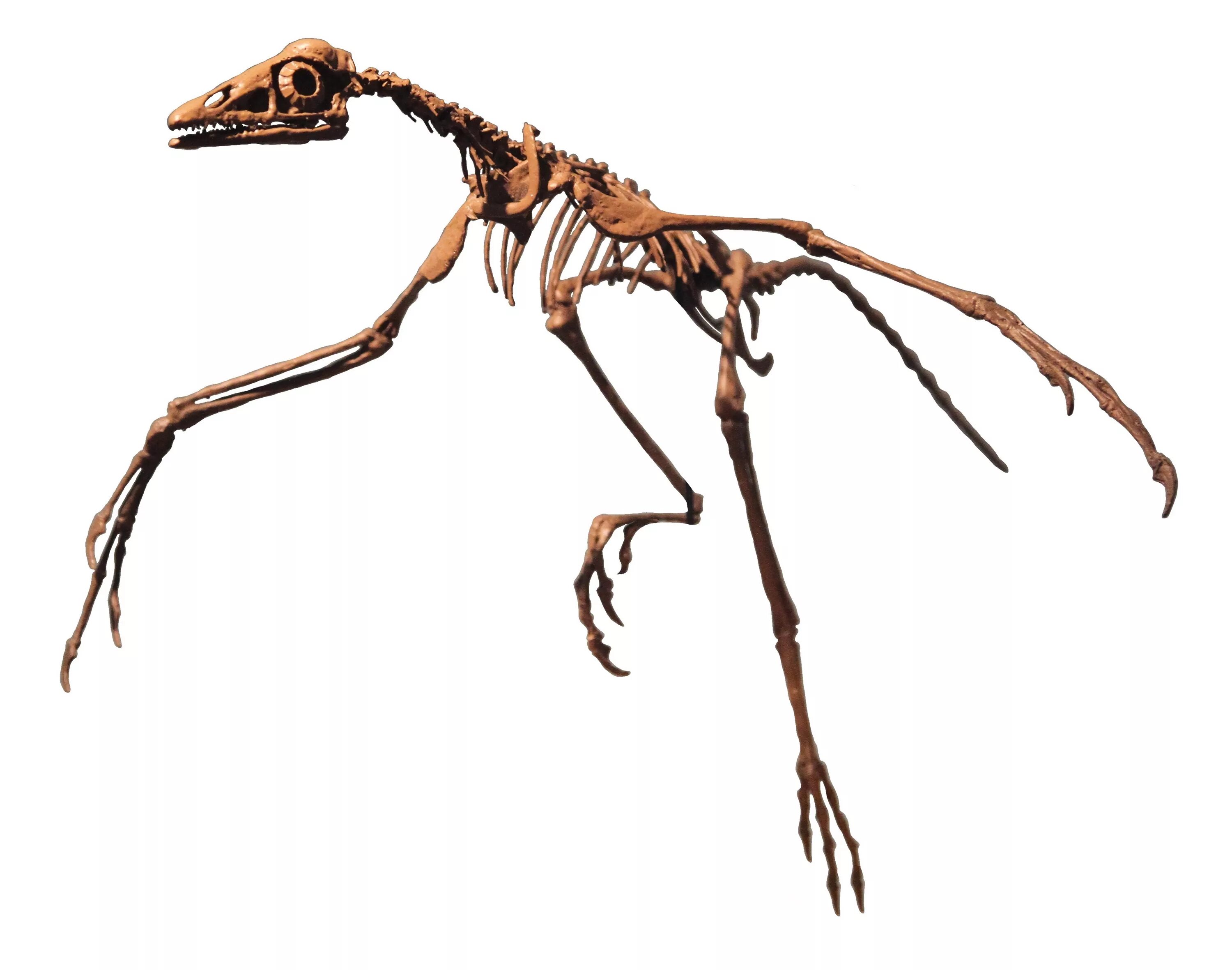 Archaeopteryx скелет. Археоптерикс скелет 1999. Археоптерикс реконструкция. Archaeopteryx кости. Скелет археоптерикса