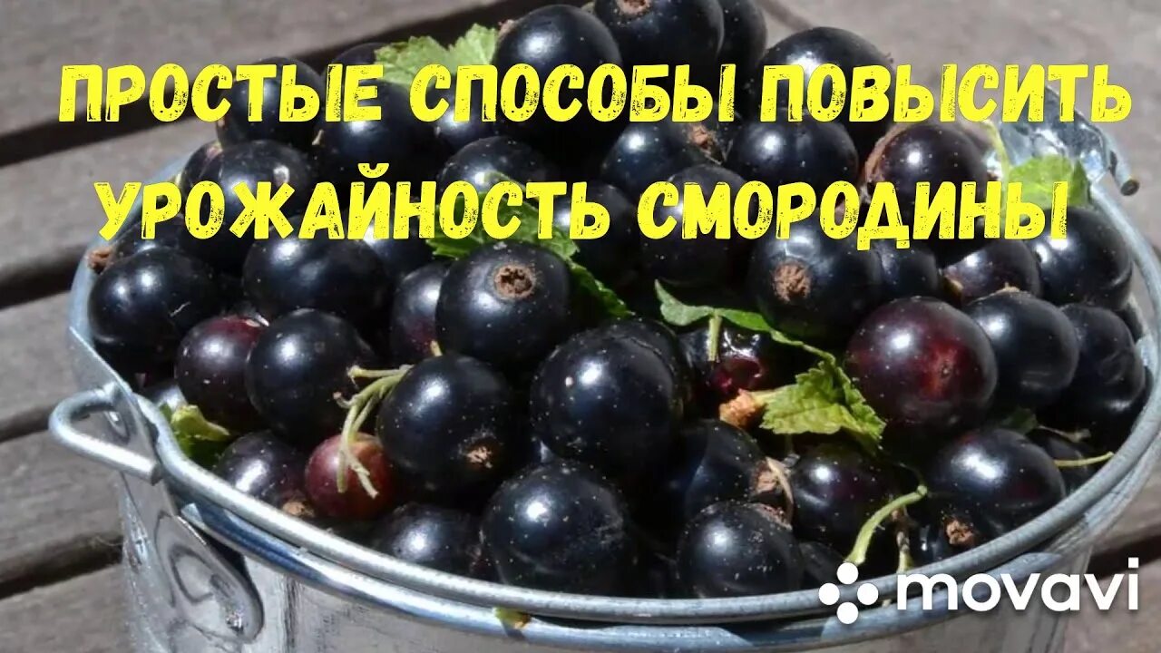 Урожайность черной смородины. Урожай смородины. Простые способы повысить урожайность смородины. Как быстро собрать черную смородину. Как повысить урожайность черной смородины.