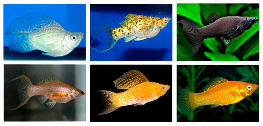 Моллинезии аквариумные рыбки. Моллинезия аквариумная рыбка. Моллинезия рыбка самка. Пецилии рыбки самец и самка.