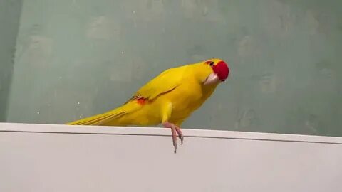 Прыгающий попугай видео