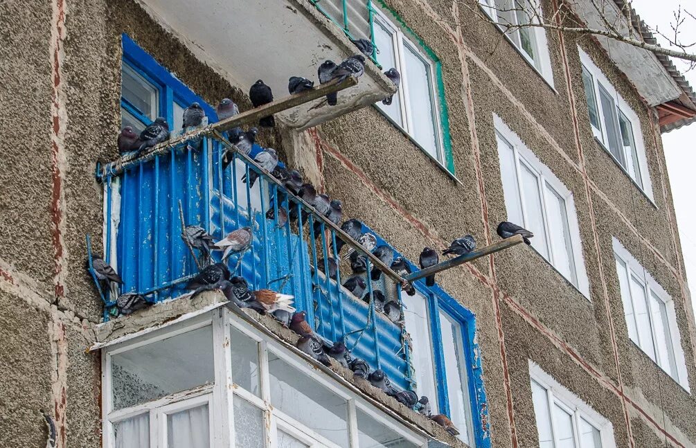Балкон частного дома. Голуби на балконе. Защита балкона от голубей. Голуби на крыше балкона