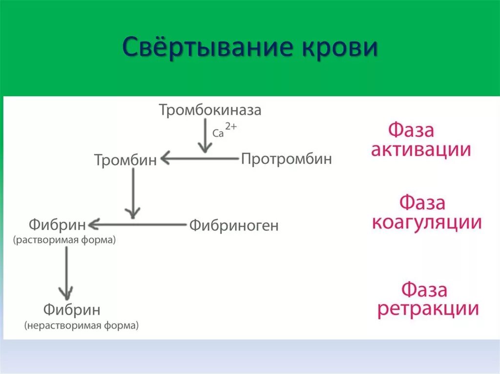 Образование тромба попадание факторов свертывания в плазме