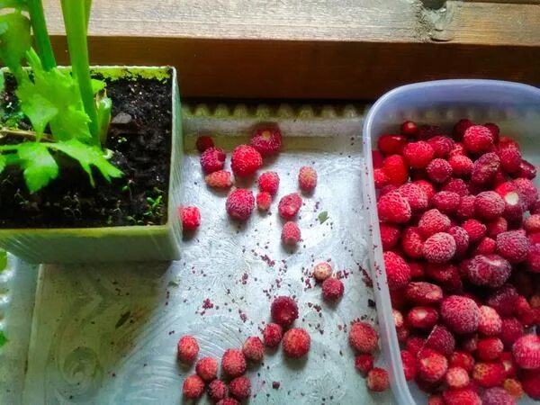Как прорастить землянику