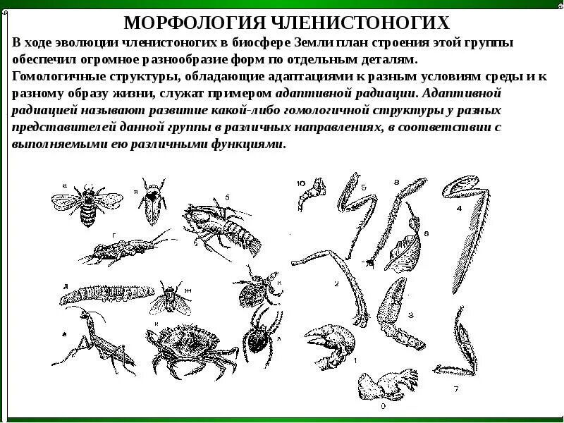 Развитие членистоногих схема. Морфология членистоногих. Онтогенез членистоногих. Эволюция членистоногих.