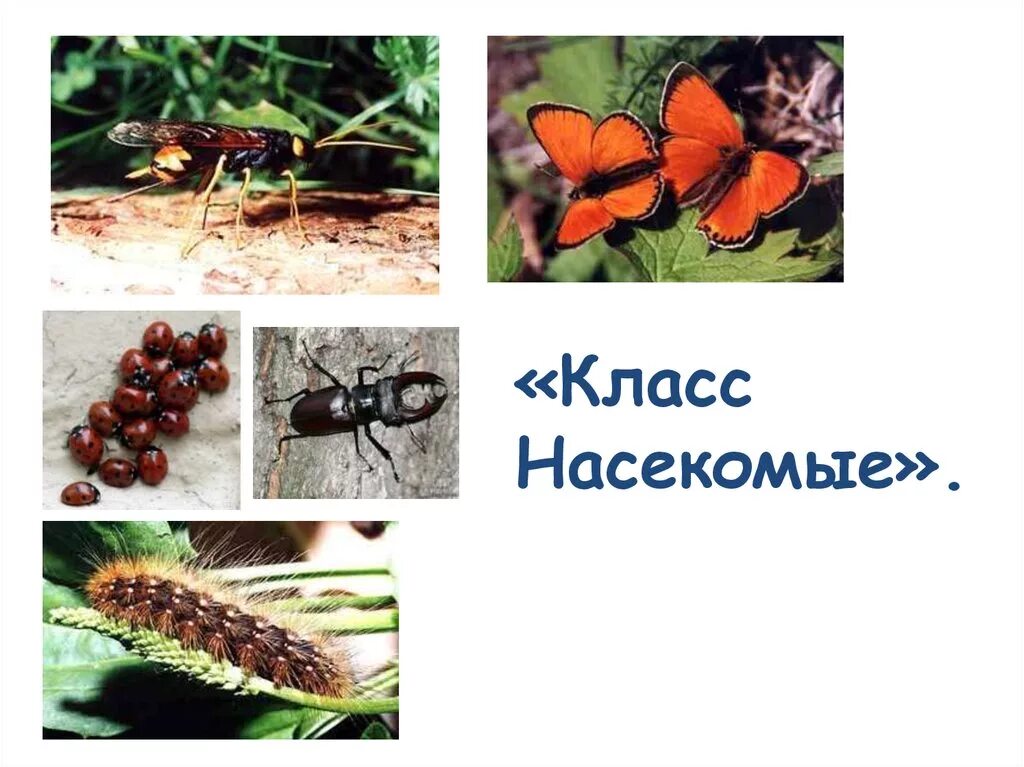 Самостоятельная насекомые биология 8 класс. Класс насекомые. насекомые презентация. типы развития насекомых. класс насекомые картинки.
