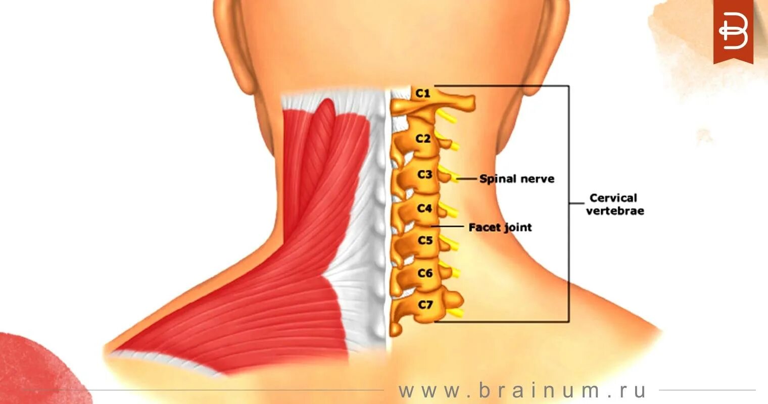 Межпозвонковые диски c5 c6 c7. Шейные позвонки с5-с7. 6 И 7 шейные позвонки. Протрузия с5-с6 шейного отдела. Остеохондроз с7