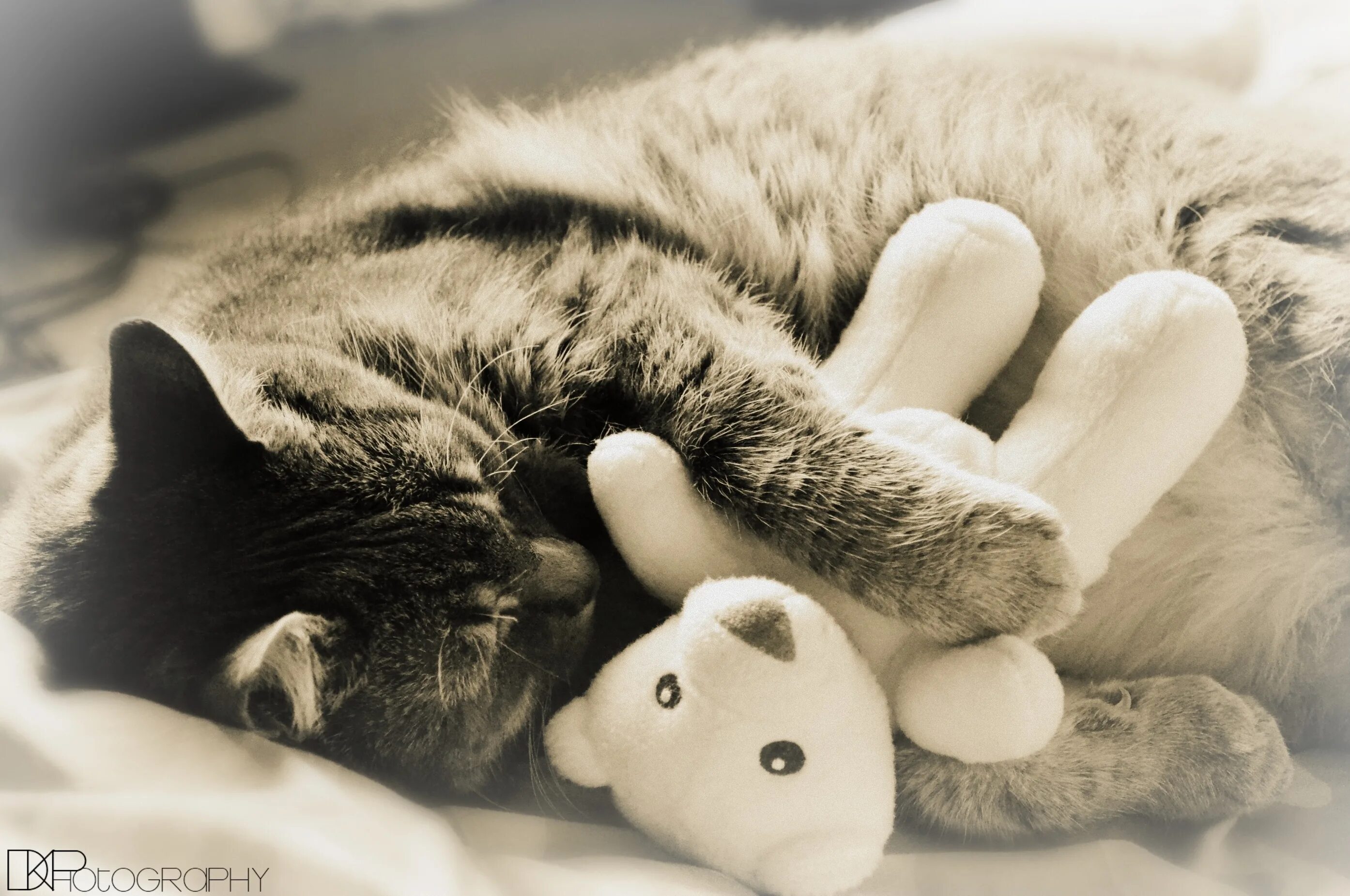 Спокойно ы. Спокойной ночи котики. Кот с игрушкой в обнимку. Кот обнимусь игрушка.
