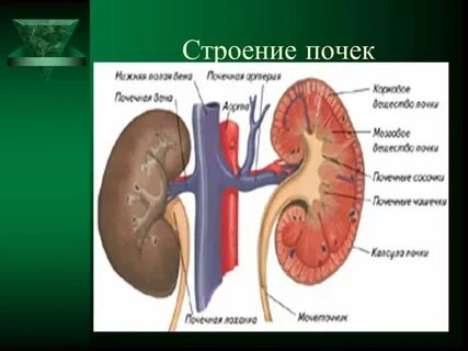 Почки это в биологии 8 класс