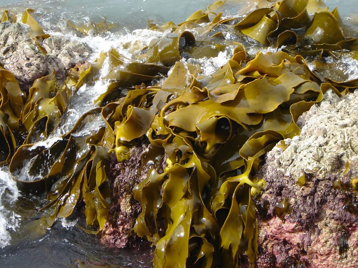 Ламинария это бурая водоросль. Морской ламинария бурая водоросль. Морская капуста ламинария. Ломаниря Марское капус. Бурые водоросли фукус.