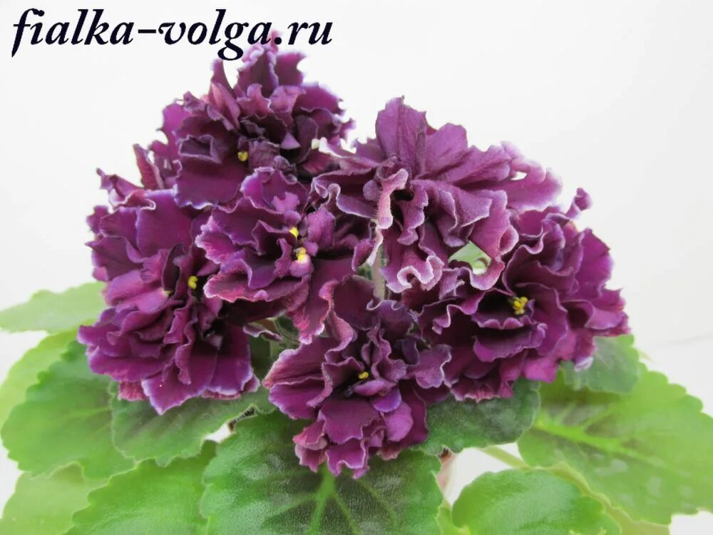 Как сформировать красивую розетку фиалки Планета земля Фотогалерея природы на di