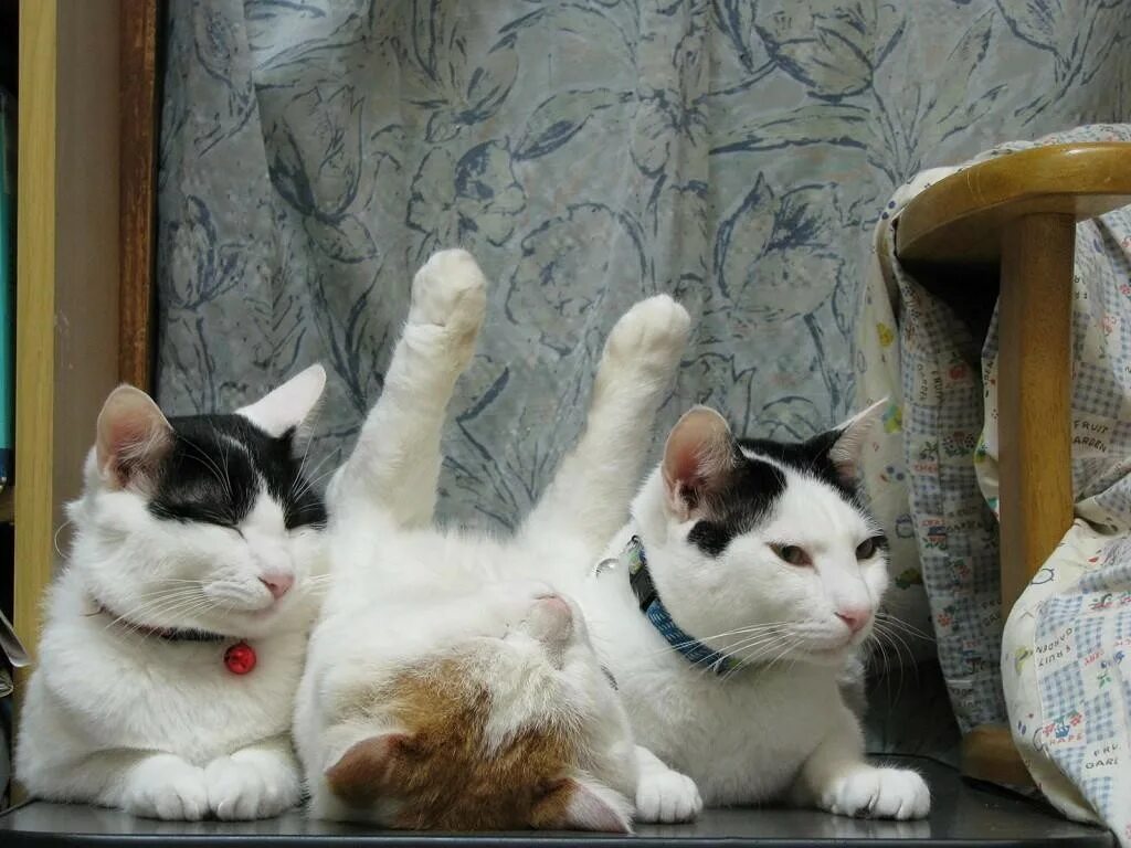 Кот рекомендует. Три кошки смешные. котомания смешные коты. три кота прикольные. три кошки прикол.