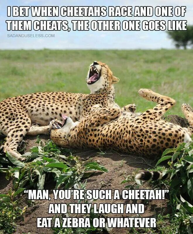 Cheaters cheetah читы. Cheaters cheetah читы