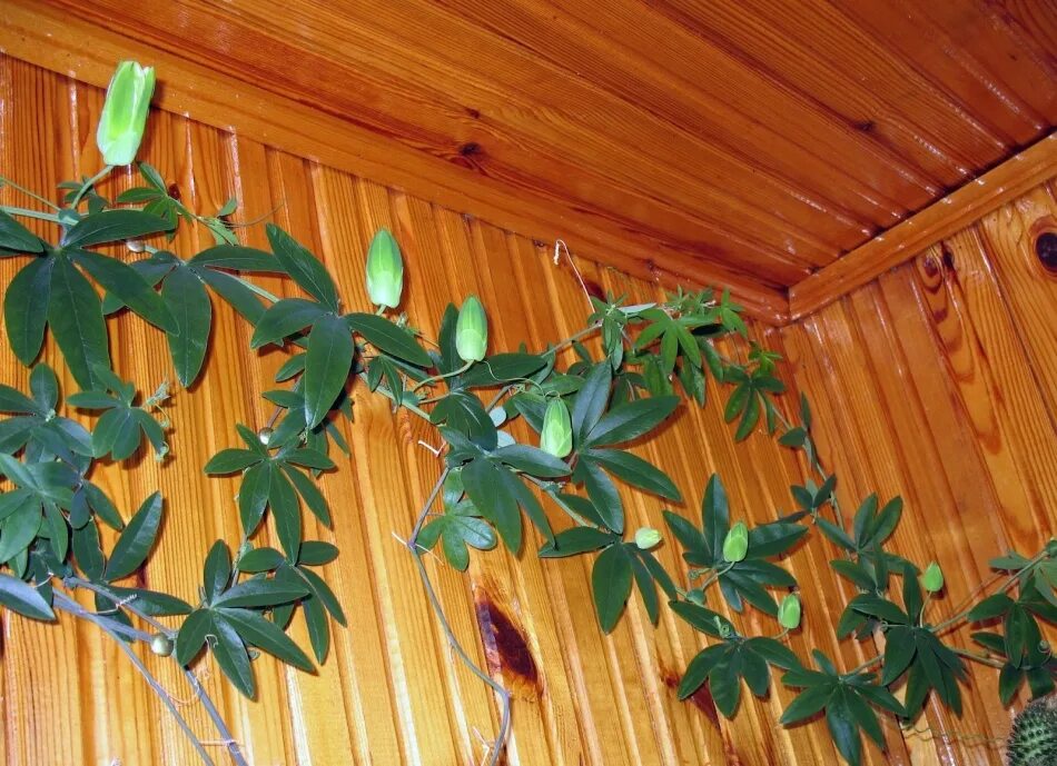Free Images : green, botany, flora, fauna, wildflower, bee, passion flower, pass