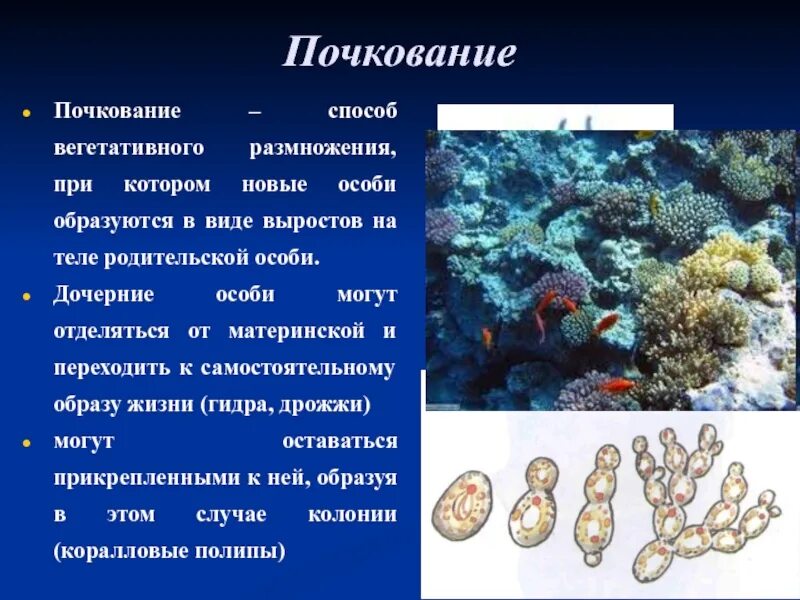 Почкование фрагментация. Почкование. размножение почкованием. почкование примеры. почкование пример размножения.