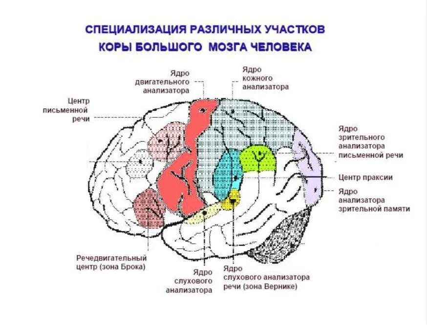 Корковые центры коры головного мозга. Схема функции коры головного мозга. Локализация двигательного анализатора в коре головного мозга. Корковые анализаторы лобной доли. Нейроны в затылочной доле коры