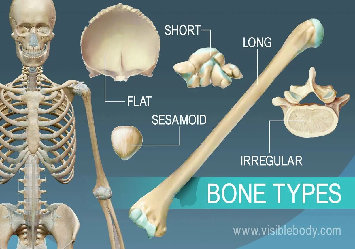 Bone meaning. Huesos скелет. Трубчатые и плоские кости. Формы костей. Формы костей человека.