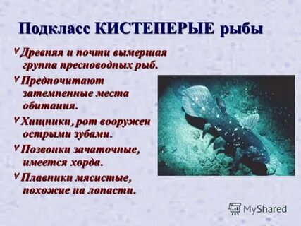 Класс хрящевые и костные рыбы презентация