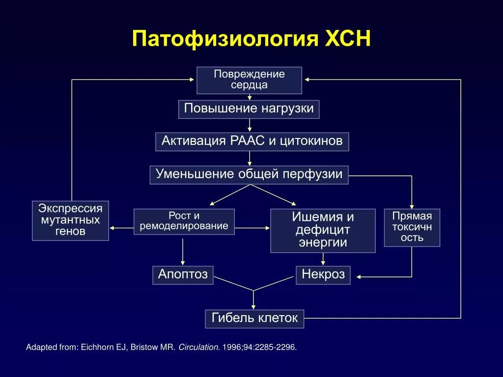 Патогенез развития сердечной недостаточности патофизиология. Механизм развития сердечной недостаточности патофизиология. Патогенез острой сердечной недостаточности патофизиология. Механизм развития хронической сердечной недостаточности.