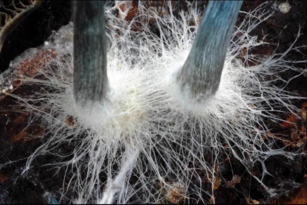 White fungus stock photo. Image of macro, fungus, scanning - 67127718