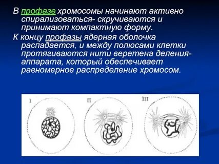 Профаза митоза хромосомы