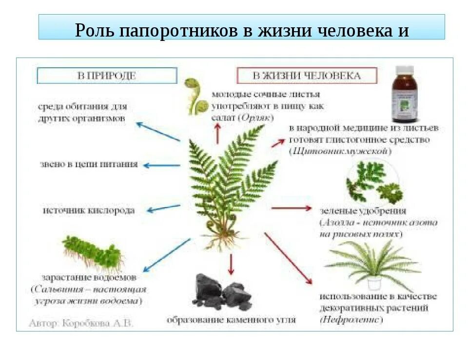 Какие жизненные формы папоротников