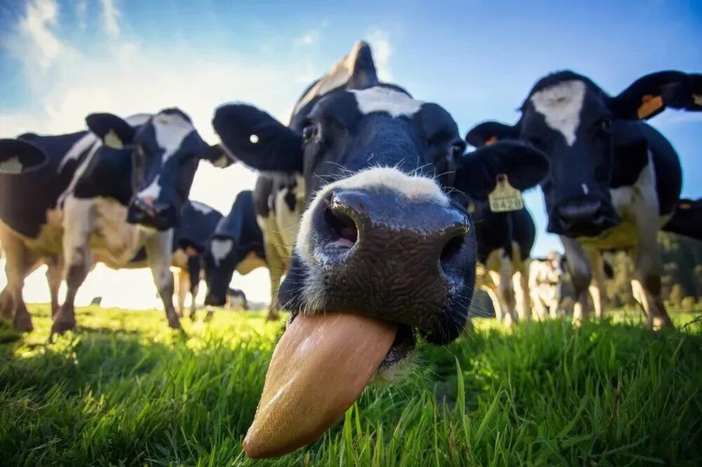 Крс что это такое. Корова. Красивая корова. Сельскохозяйственные животные. Телки коровы.