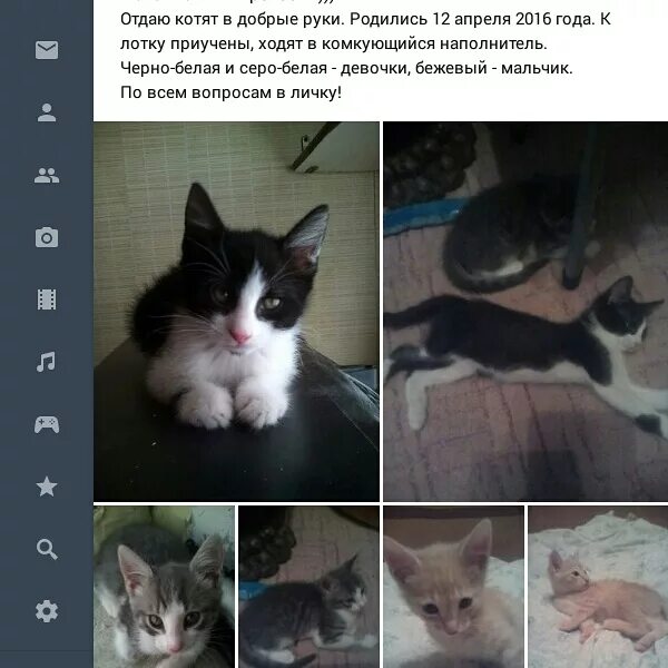 отдать кота в добрые. маленькие котята в хорошие руки. объявление отдам котят. отдам котят в добрые руки. отдам котят в добрые руки.