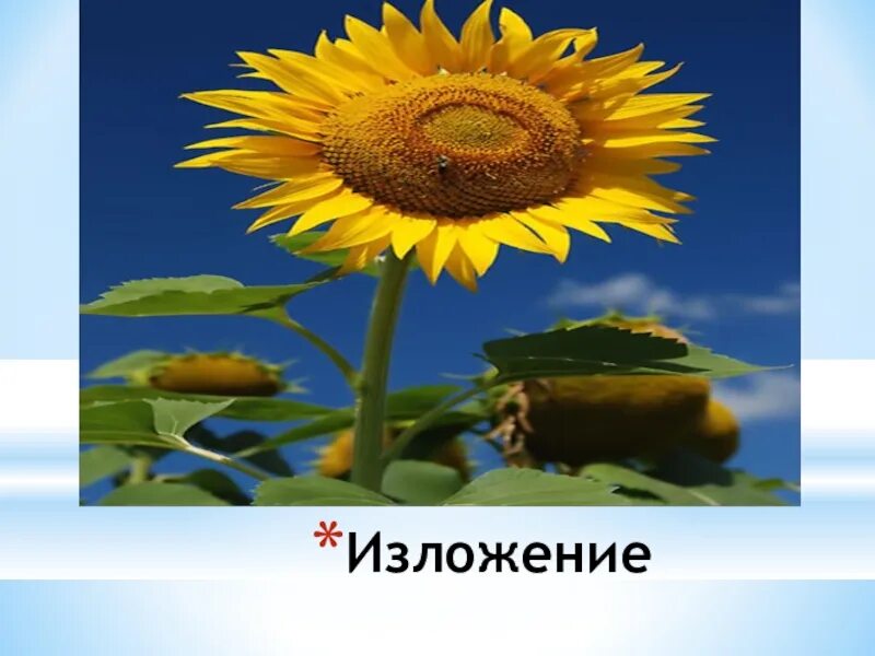 Подсолнух окружающий мир 3 класс. Подсолнух слайд. подсолнухи для презентации. подсолнух 3 класс. подсолнух презентация для детей.