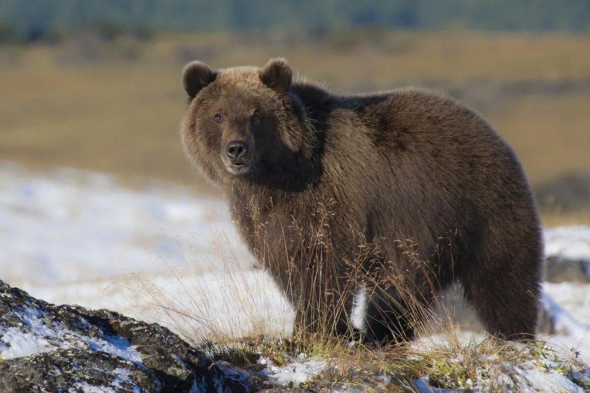 лазовский заповедник леопард. звери дальнего востока. животные обитают на дальнем востоке. уссурийский заповедник дальневосточный леопард. дальневосточный амурский леопард.