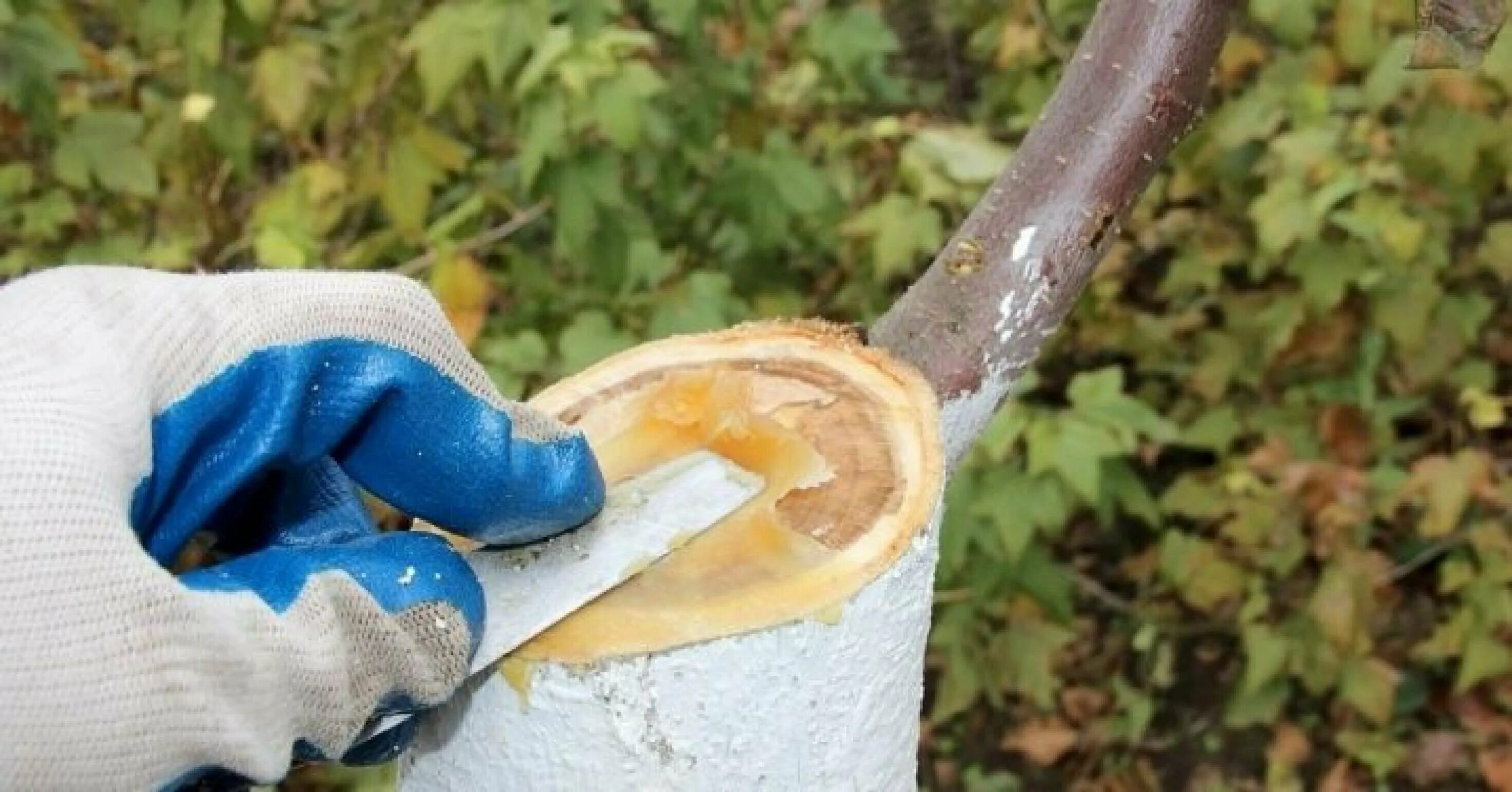 Внекорневая подкормка плодовых деревьев. Средство для плодовых деревьев. Средство для плодовых деревьев. Опрыскивание от вредителей. 250 мл.