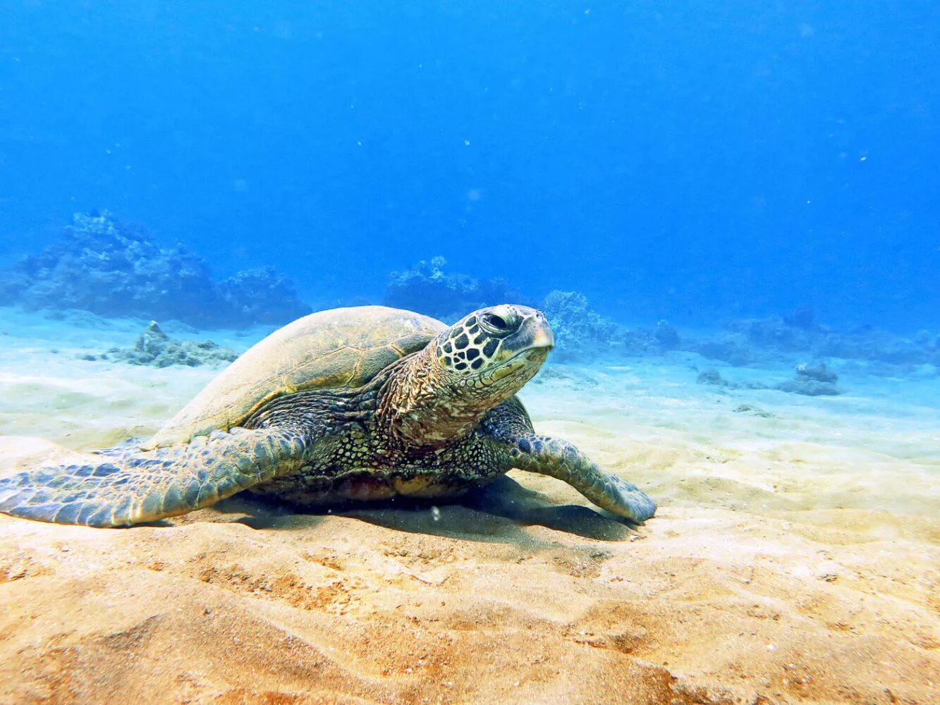 К какой группе относятся морские черепахи. Зелёная черепаха. Гавайская черепаха. Морская черепаха Фуджейра. Морская черепаха обои на рабочий стол.