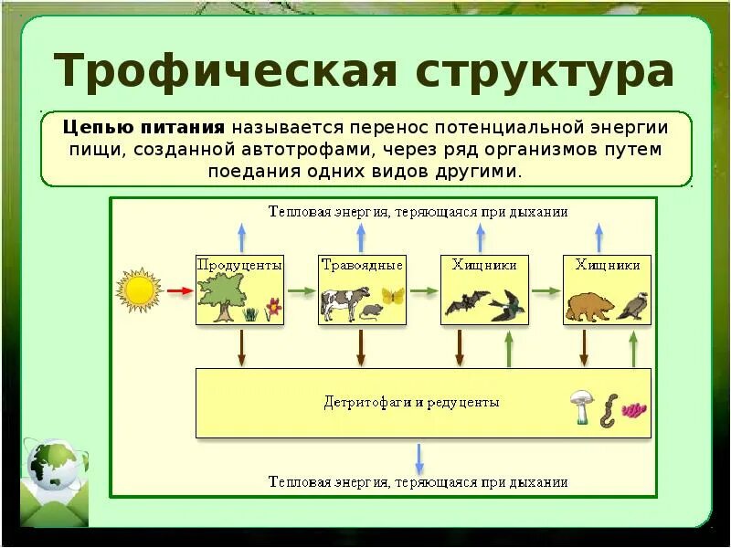 Три функциональные группы экосистемы. Трофические уровни экосистемы схема. ципи питания графические цепи. трофическая структура экосистем цепи питания. пищевая трофическая цепь в экосистемах- это.