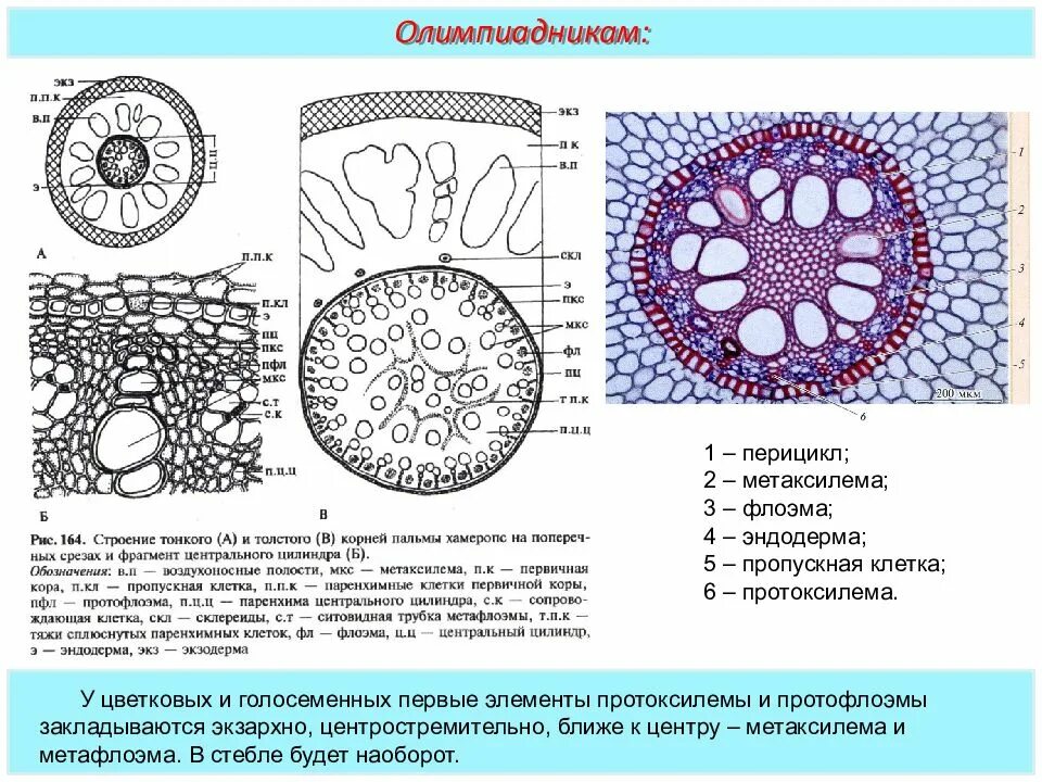 Строение корня на поперечном срезе. Поперечный срез корня однодольного. Первичная флоэма корня. Протоксилема и метаксилема. Ксилема и флоэма корня