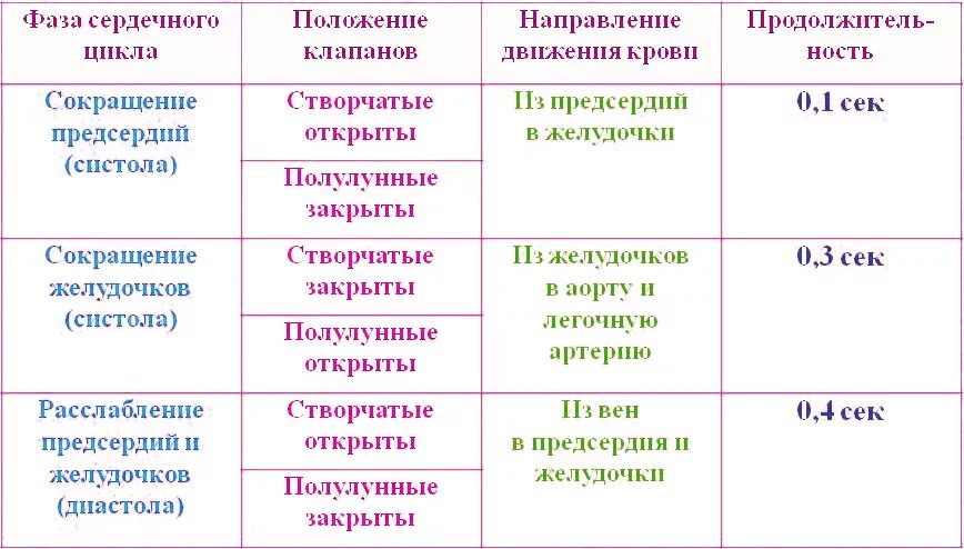 Как изменяется сердечный цикл во время физической. Таблица работа сердца фазы сердечного цикла. Фазы сердечного цикла таблица физиология. Фазы сердечной деятельности таблица. Фаза сердечного цикла таблица направление движения крови.