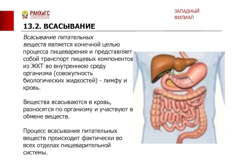 Всасывание питательных веществ в пищеварительной системе. Пищеварение в кишечнике всасывание. Пищеварение в кишечнике всасывание питательных веществ. Всасывантк питательныхвеществпроисходит в.