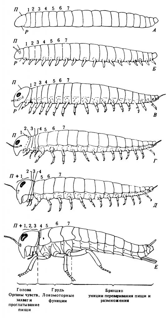 подцарство многоклеточные тип плоские черви. плоские свободноживущие черви органы чувств. ракоскорпион ордовик. онихофоры строение. эволюция членистоногих схема.