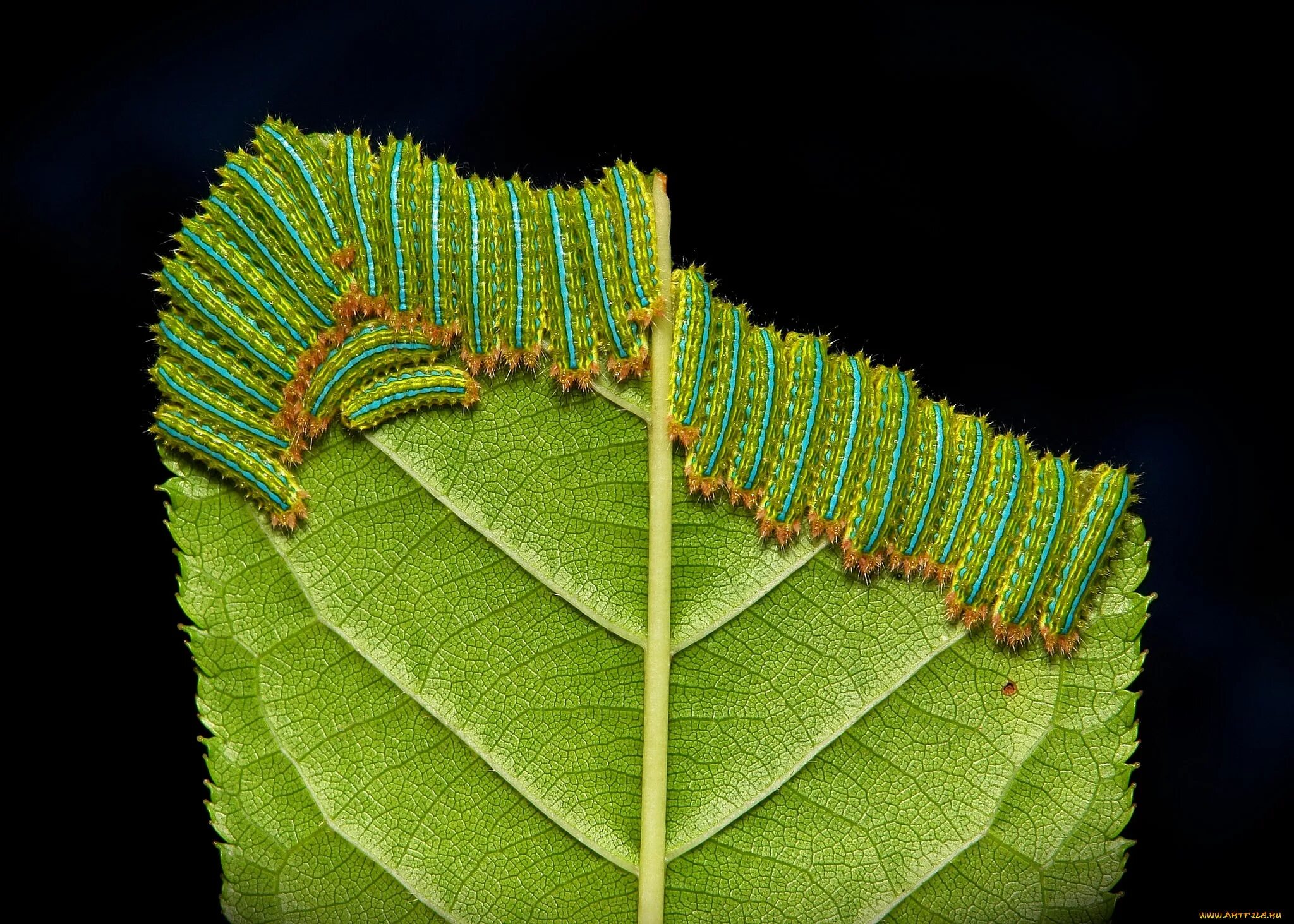Какими листьями питаются гусеницы. Limacodidae гусеницы. гусеница thyrinteina leucocerae. гусеница бабочки ест лист. гусеница ест листья.