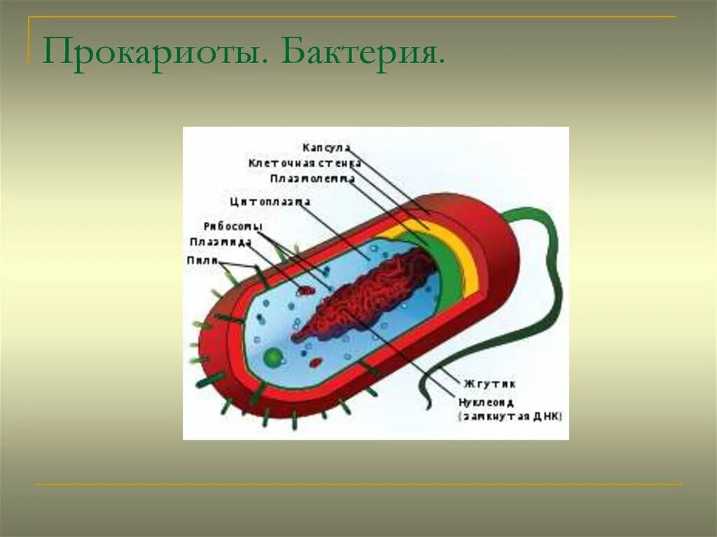 Строение бактерии прокариот. Строение бактериальной клетки прокариот. Прокариотическая клетка bacteria. Строение клетки прокариот бактерии.